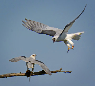 White-tailed Kites