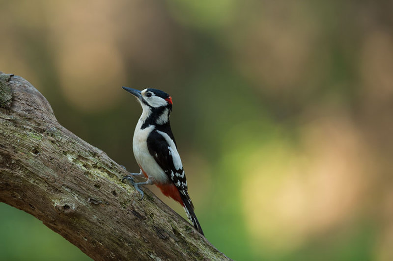 D4S_0177F grote bonte specht (Dendrocopos major, Great Spotted Woodpecker).jpg