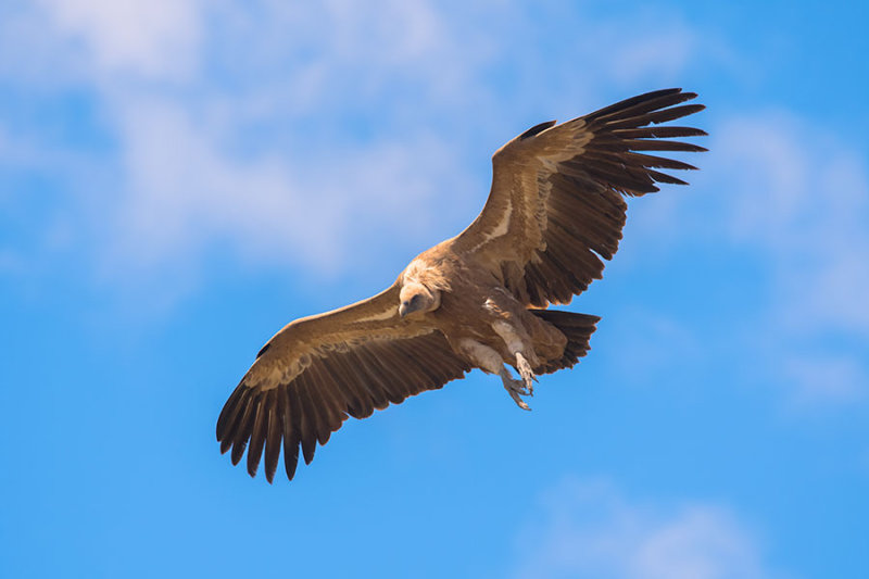 500_0744F vale gier (Gyps fulvus, Griffon Vulture).jpg