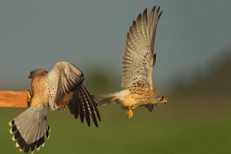 D4S_7304F kleine torenvalk (Falco naumanni, Lesser Kestrel).jpg