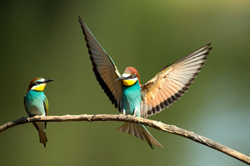 D4S_2473F bijeneter (Merops apiaster, European Bee-eater).jpg