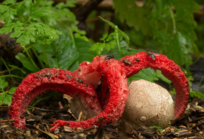 D4S_0355F inktviszwam (Clathrus archeri, Octopus stinkhorn).jpg