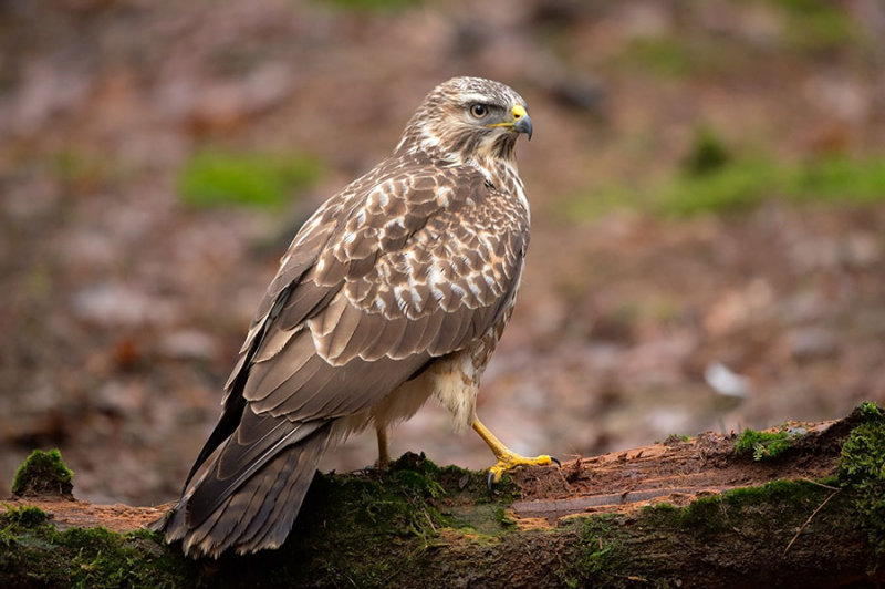 D4S_6362F buizerd (Buteo buteo, Buzzard).jpg