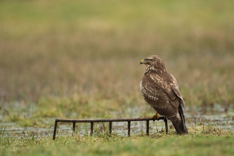 D4S_7872F buizerd (Buteo buteo, Buzzard).jpg