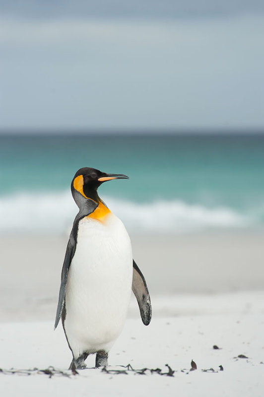 700_8196F koningspinguin (Aptenodytes patagonicus, King Penguin).jpg