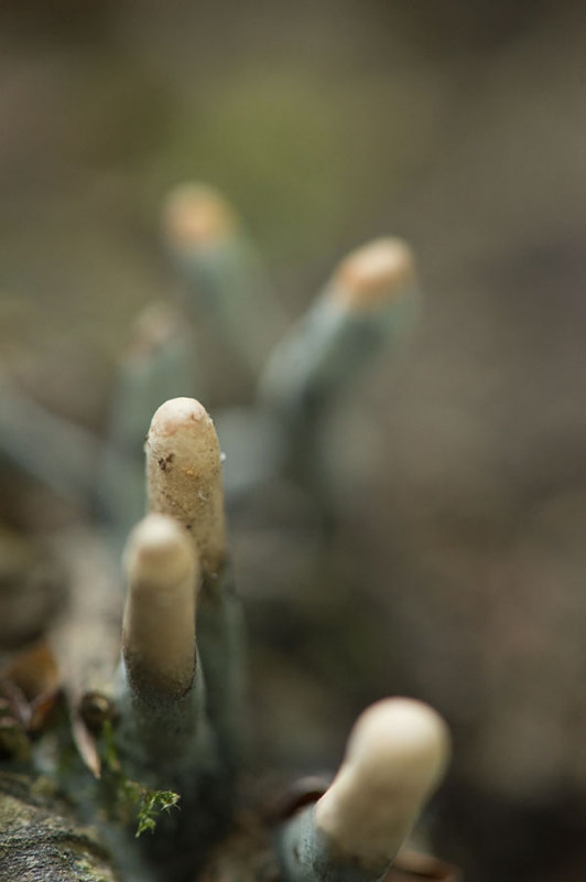 D4S_5776F esdoornhoutknotszwam (Xylaria longipes).jpg