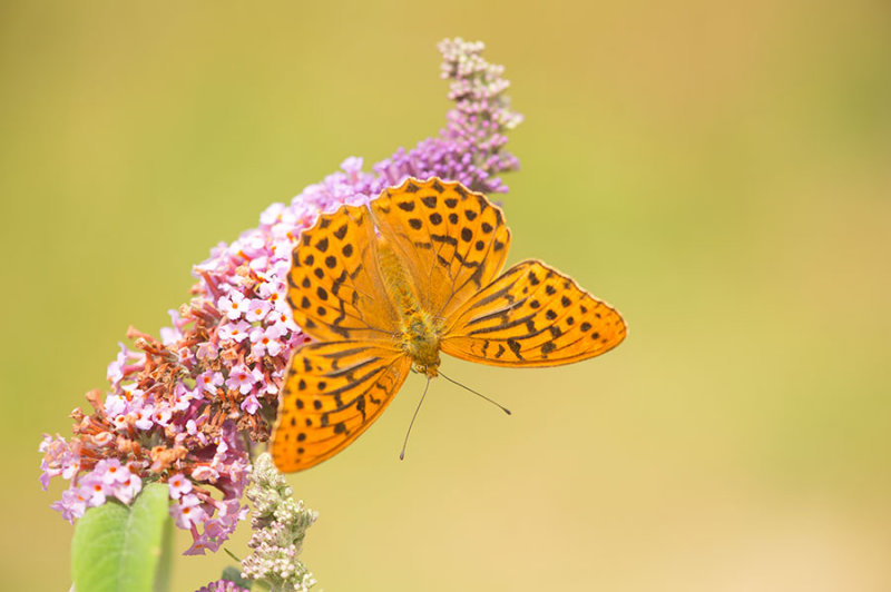 D4S_1214F keizersmantel (Argynnis paphia, Silver-washed Fritillary).jpg