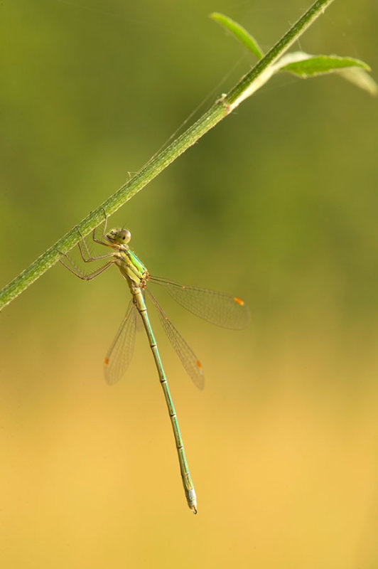 D4S_0762F tengere pantserjuffer (Lestes virens, Small spreadwing).jpg