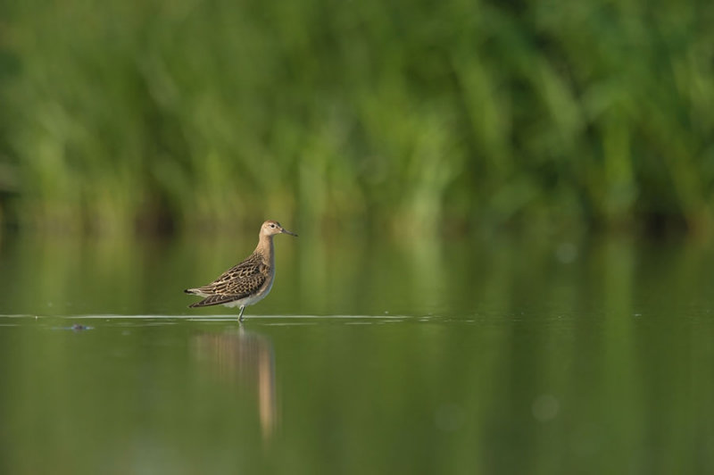 D4S_6250F kemphaan (Calidris pugnax, Ruff).jpg