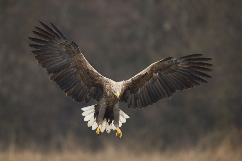 D4S_1405F zeearend (Haliaeetus albicilla, White-tailed sea eagle).jpg