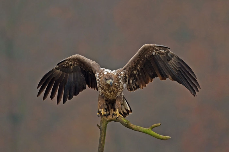 D4S_1301F zeearend (Haliaeetus albicilla, White-tailed sea eagle).jpg