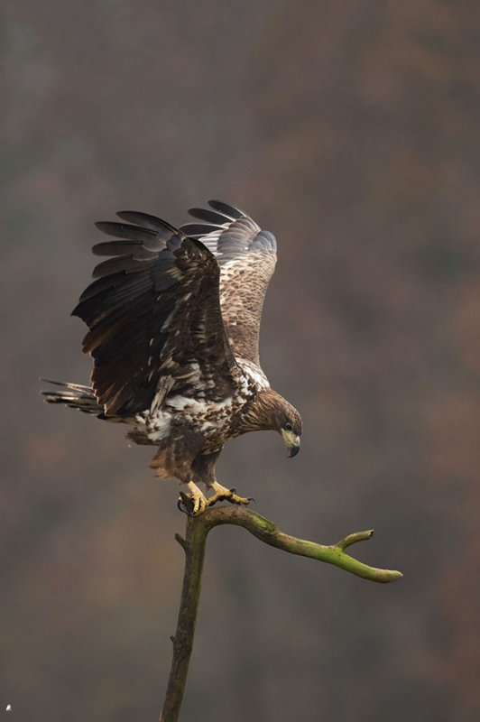 D4S_1296F zeearend (Haliaeetus albicilla, White-tailed sea eagle).jpg