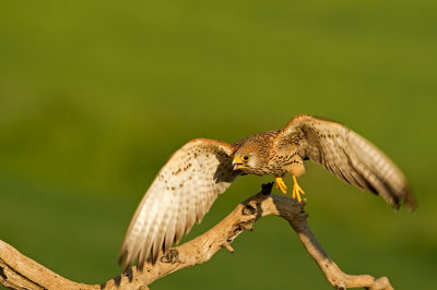 D4S_7352F kleine torenvalk (Falco naumanni, Lesser Kestrel).jpg