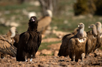 D4S_5925F monniksgier (Aegypius monachus, Cinereous Vulture)+vale gier (Gyps fulvus, Griffon Vulture).jpg