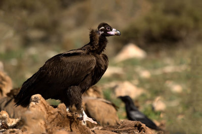 D4S_5911F monniksgier (Aegypius monachus, Cinereous Vulture).jpg