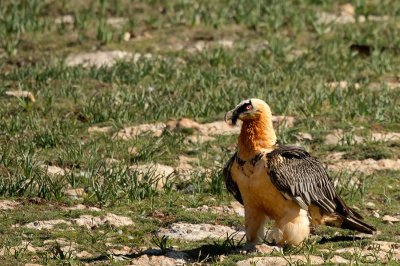 D4S_5828F lammergier (Gypaetus barbatus, Bearded Vulture).jpg