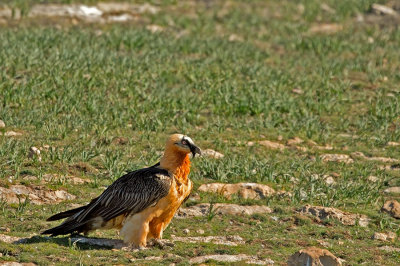 D4S_5822F lammergier (Gypaetus barbatus, Bearded Vulture).jpg
