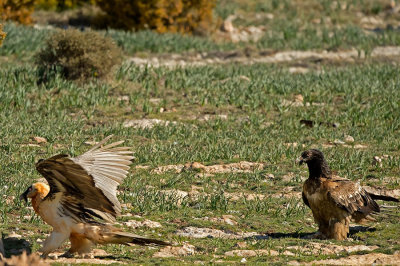 D4S_5837F lammergier (Gypaetus barbatus, Bearded Vulture).jpg