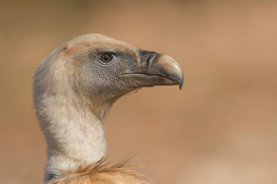 D4S_5647G vale gier (Gyps fulvus, Griffon Vulture).jpg