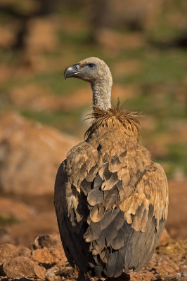 D4S_6016F vale gier (Gyps fulvus, Griffon Vulture).jpg