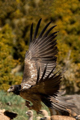 D4S_6157F lammergier (Gypaetus barbatus, Bearded Vulture).jpg
