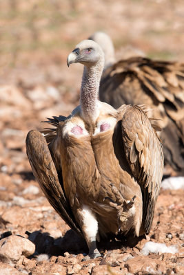 500_1222F vale gier (Gyps fulvus, Griffon Vulture).jpg