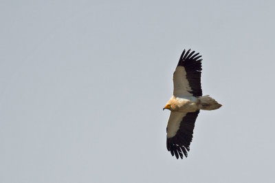 D4S_4958F aasgier (Neophron percnopterus, Egyptian Vulture).jpg