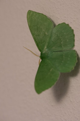 D4S_6467F zomervlinder (Geometra papilionaria, Large emerald).jpg