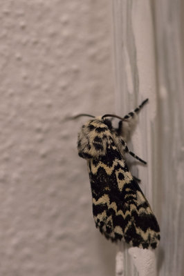 D4S_6550F schijn-nonvlinder (Panthea coenobita, species of moth of the family Noctuidae).jpg