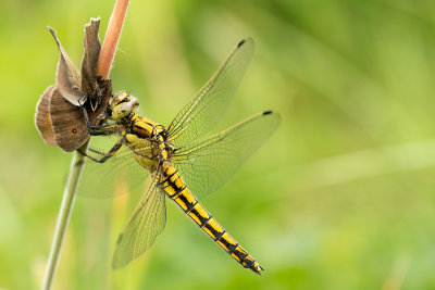 500_5121F gewone oeverlibel (Orthetrum cancellatum, Black-tailed Skimmer).jpg