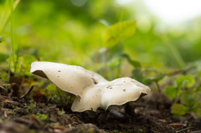 D4S_8310F grote molenaar (Clitopilus prunulus, The miller or The sweetbread mushroom).jpg