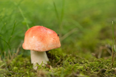 D4S_8288F russula spec. (Russulaceae).jpg