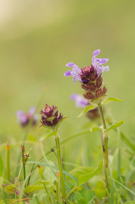 D4S_7629F gewone brunel of bijenkorfje (Prunella vulgaris, bijenkorfje).jpg