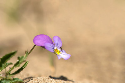 D4S_9707F duinviooltje (Viola curtisii, Dune pansy).jpg