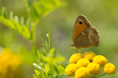 D4S_8740F oranje zandoogje (Pyronia tithonus, oranje zandoogje (Pyronia tithonus, Gatekeeper or hedge brown).jpg