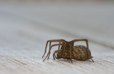 D40_1276F gewone huisspin (Eratigena Atrica, Giant house spider).jpg