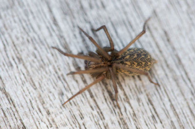 D40_1284F gewone huisspin (Eratigena Atrica, Giant house spider).jpg
