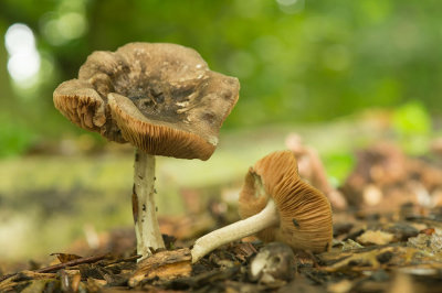 D4S_0429F splijthoed hertenzwam (Pluteus ephebeus, Sooty shield mushroom).jpg