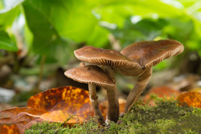 D4S_6375F leverkleurige leemhoed (Cyclocybe (ex Agrocybe) erebia).jpg