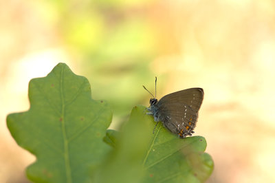 D4S_4931F bruine eikenpage (Satyrium ilicis, Ilex Hairstreak).jpg