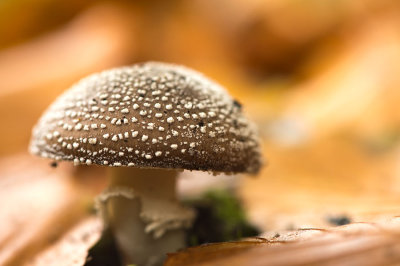 D4S_5038F panteramaniet (Amanita pantherina, Panther cap).jpg