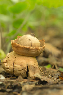 D4S_1644F gekraagde aardster (Geastrum triplex, Collared earthstar).jpg