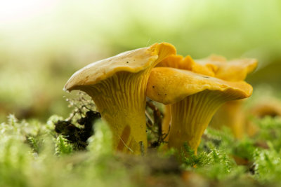 500_5743F hanekam of cantharel (Cantharellus cibarius, Chanterelle).jpg