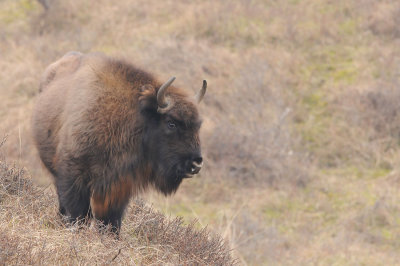 300_5912F wisent (Bison bonasus, European bison).jpg