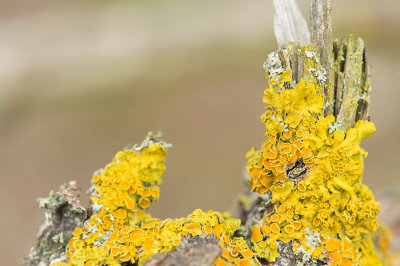 D4S_8154F groot dooiermos (Xanthoria parietina, Common orange lichen).jpg