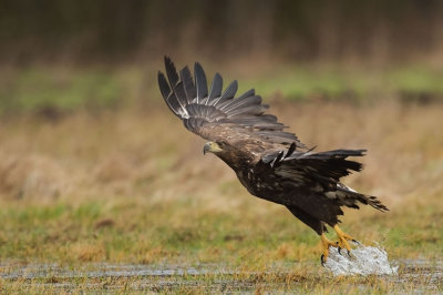 D4S_7769F zeearend (Haliaeetus albicilla, White-tailed Eagle).jpg