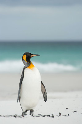 700_8196F koningspinguin (Aptenodytes patagonicus, King Penguin).jpg