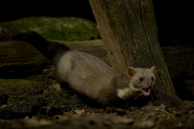 D4S_8625F steenmarter (Martes foina, Beech marten).jpg