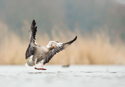 D4S_1697F grauwe gans (Anser anser, Greylag Goose).jpg