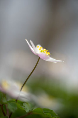 D4S_1155F bosanemoon (Anemone nemorosa, Wood anemone).jpg